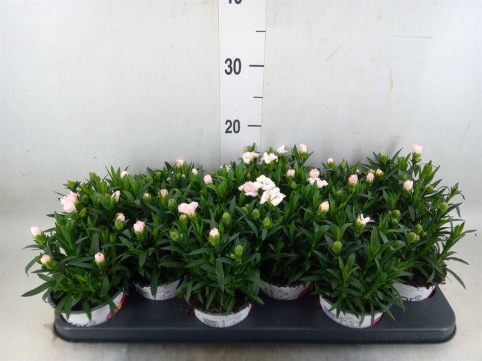 <h4>Dianthus  'Oscar White'</h4>