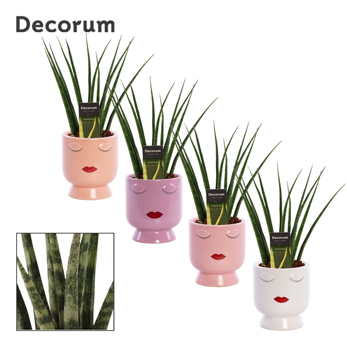 <h4>Sansevieria fernwood 12 cm in Dua Lipa (Party love-collection)</h4>