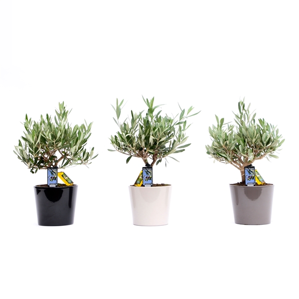 <h4>Olea Olijf in Mix Keramiek Roma</h4>