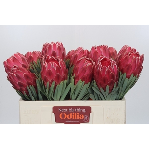 Protea Venus
