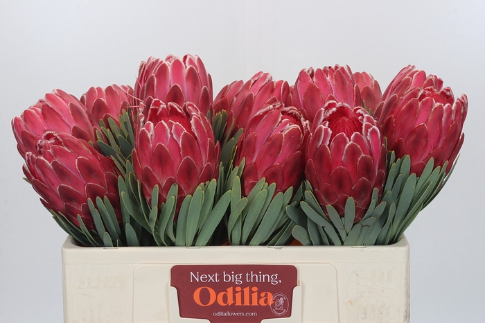 <h4>Protea Venus</h4>