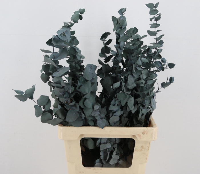 <h4>DROOGBL BEWERKT H%</h4>