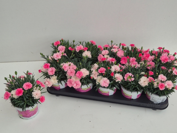 <h4>DIAN I LOVE U</h4>