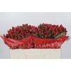 Hypericum True Romance