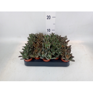 Kalanchoe NF   ...