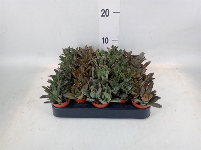 <h4>Kalanchoe NF   ...</h4>