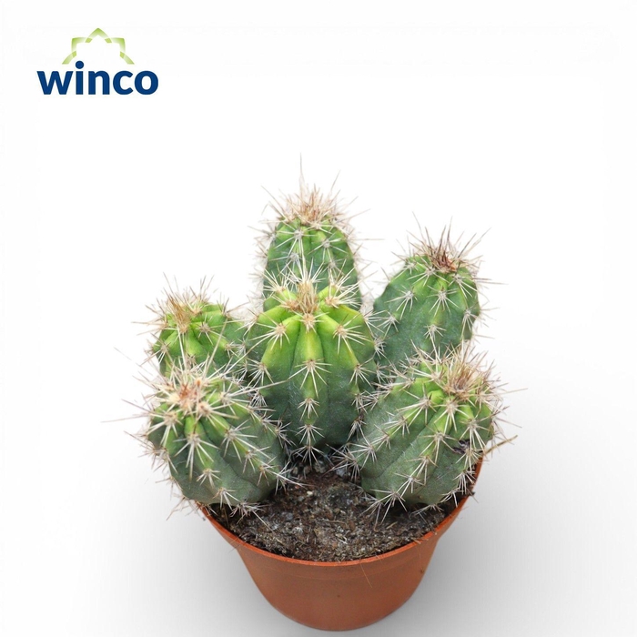 <h4>Pilosocereus Pachycladus</h4>