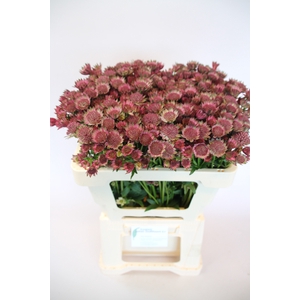 Astrantia Roma Johan Oudshoorn