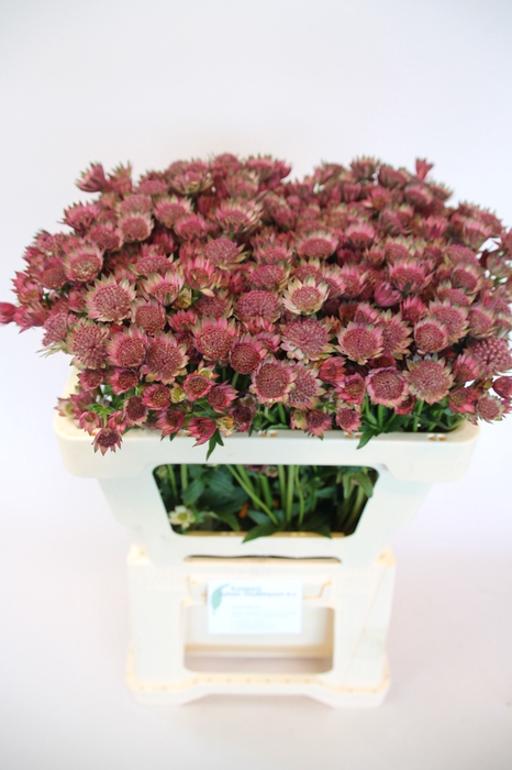 <h4>Astrantia Roma Johan Oudshoorn</h4>