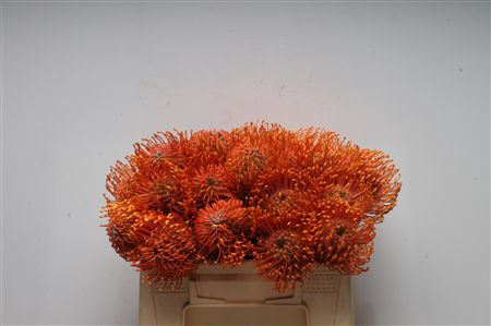 <h4>Leuco Ayoba Mandarin Zest</h4>