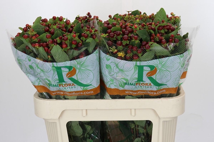 <h4>Hypericum Magical Cherry Brown</h4>