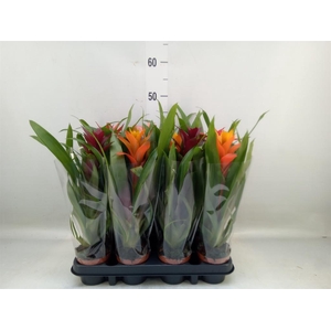 Bromelia   ...mix