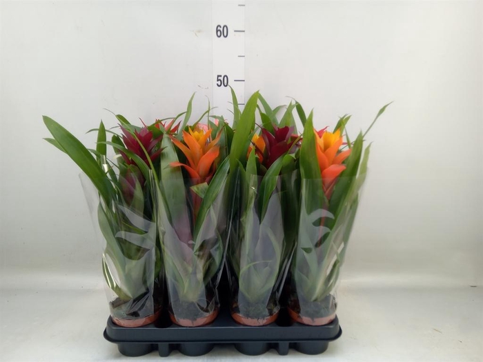 <h4>Bromelia   ...mix</h4>