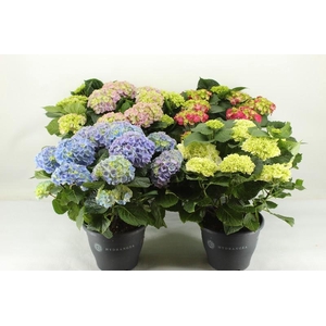 Hydrangea Macrophylla gemengd Roze,blauw en wit  10+ kop