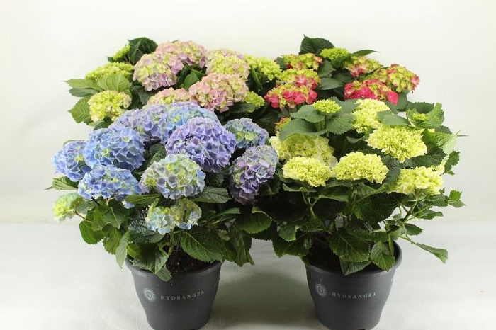 <h4>Hydrangea Macrophylla gemengd Roze,blauw en wit  10+ kop</h4>