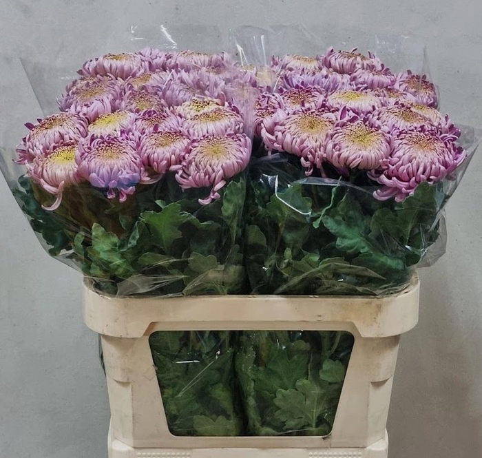 <h4>CHR G CASSANDRA</h4>