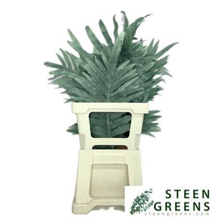 <h4>Cyrtomium ( Blauwvaren)</h4>