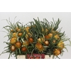 Banksia Dryandra