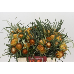 Banksia Dryandra