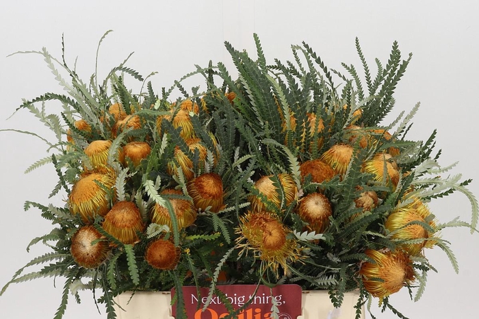 <h4>Banksia Dryandra</h4>