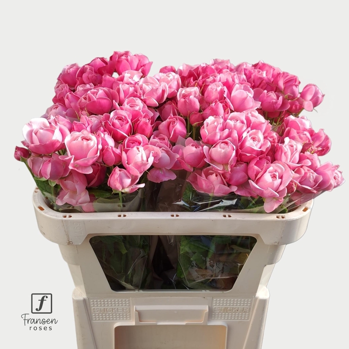 <h4>R TR Silva Pink 70cm</h4>