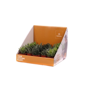 Aloe mix 5,5 cm in showdoos your lifetime plant