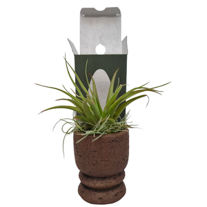 Tillandsia Vintage pot gift package