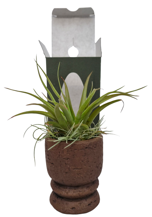 <h4>Tillandsia Vintage pot gift package</h4>