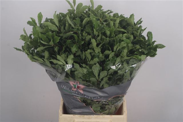 <h4>PITTOSPORUM BS</h4>