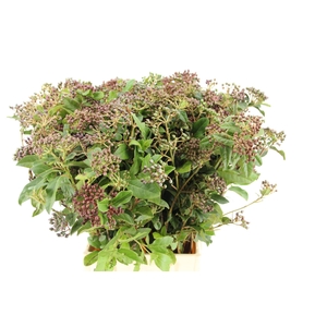 VIBURNUM TINUS BERRY