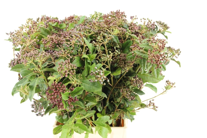 <h4>VIBURNUM TINUS BERRY</h4>