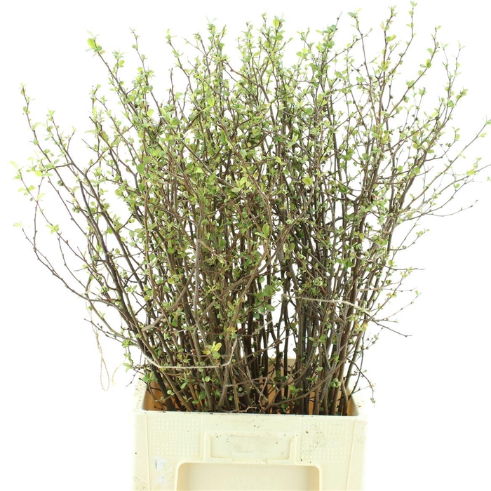 <h4>Chaenomeles Du Pink</h4>