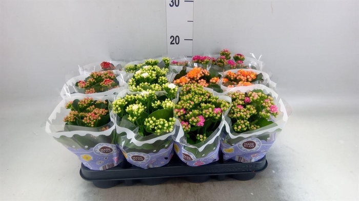 <h4>Kalanchoe blos.   ..rosebud mix  5</h4>