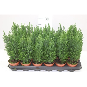 Chamaecyparis La Ellwoodii