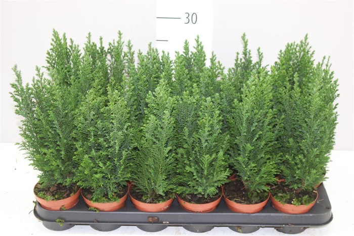 <h4>Chamaecyparis La Ellwoodii</h4>