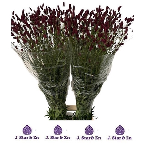 Sanguisorba off 'Royal Star'