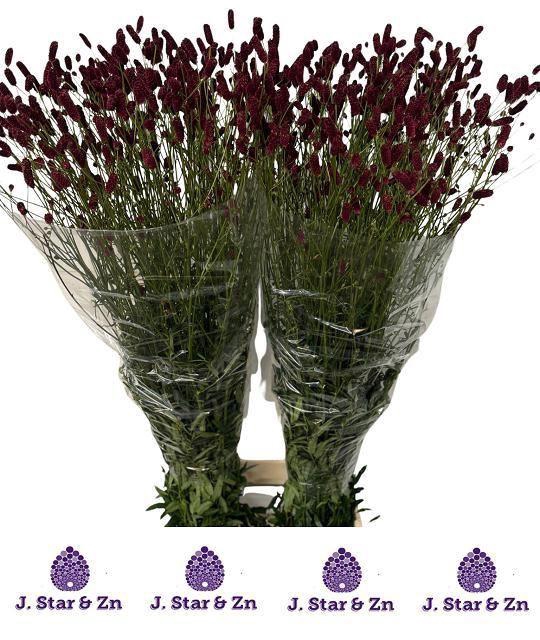 Sanguisorba off 'Royal Star'