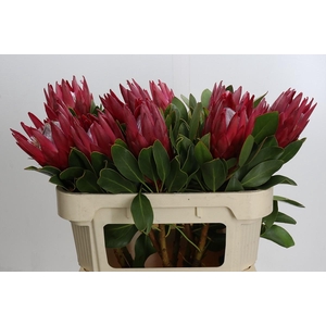 Protea Cynaroides Madiba