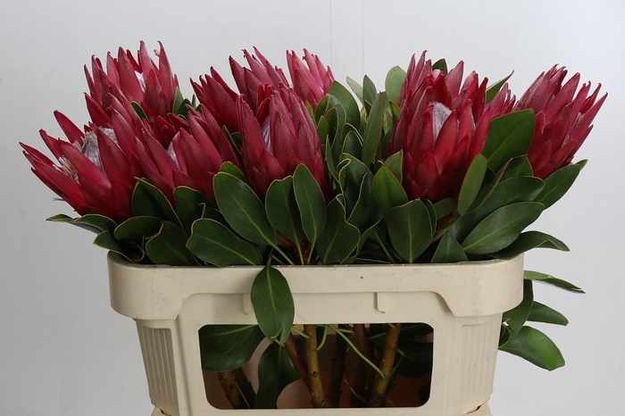 <h4>Protea Cynaroides Madiba</h4>