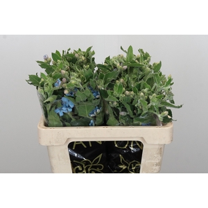 Oxypetalum Bridal Victoria