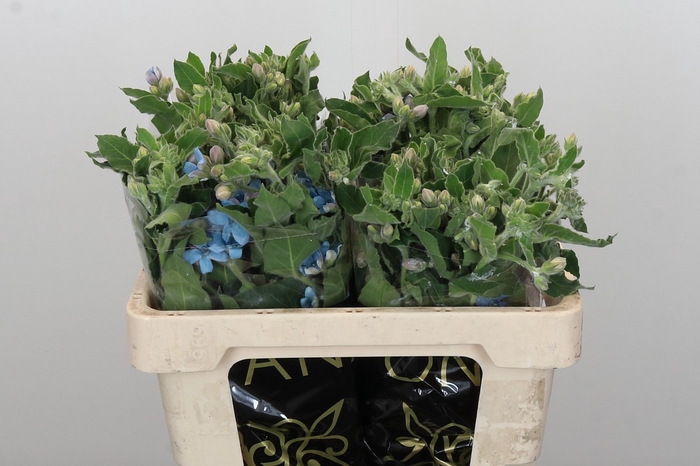 <h4>Oxypetalum Bridal Victoria</h4>