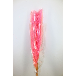 Dried Cortaderia Dadang Soft Pink 110cm