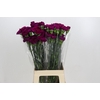 Dianthus St Yukari Violet