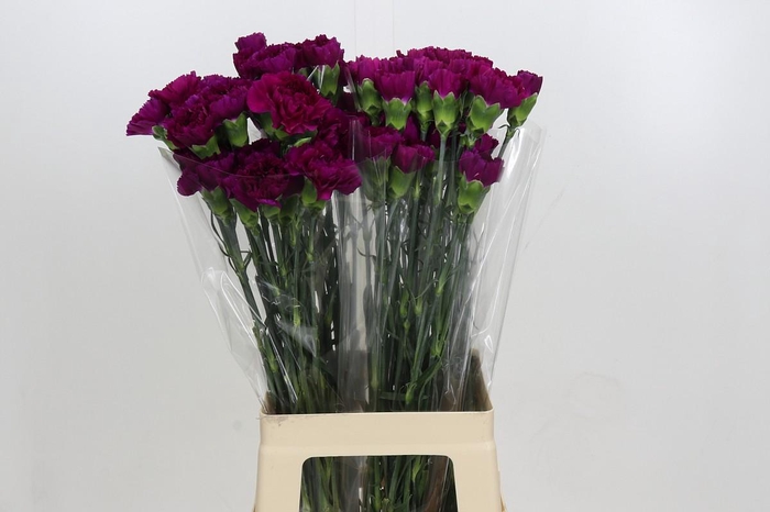 <h4>Dianthus St Yukari Violet</h4>