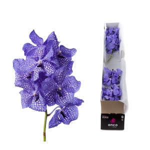 Vanda  'Kanchana Delft Blue'