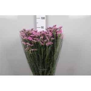 Lim S Fantasia Wings