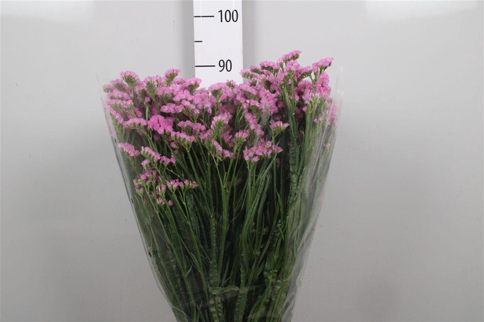 <h4>Lim S Fantasia Wings</h4>