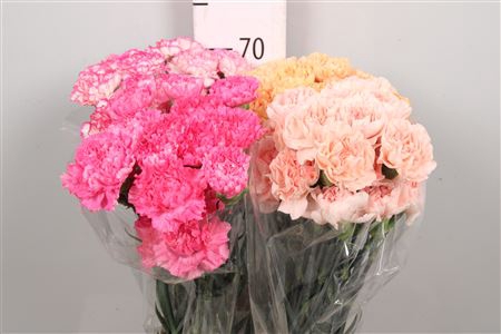 <h4>Di St Gemengd</h4>