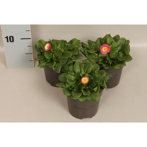 Bellis perennis Rose