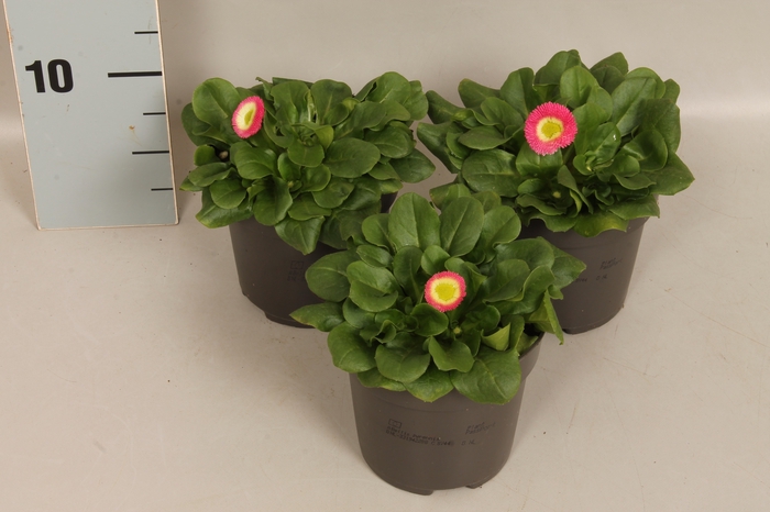 <h4>Bellis perennis Rose</h4>